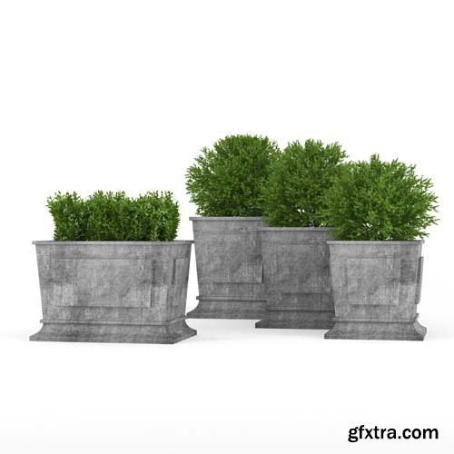 Cgtrader - Boxwood 3D model