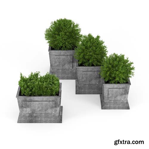 Cgtrader - Boxwood 3D model