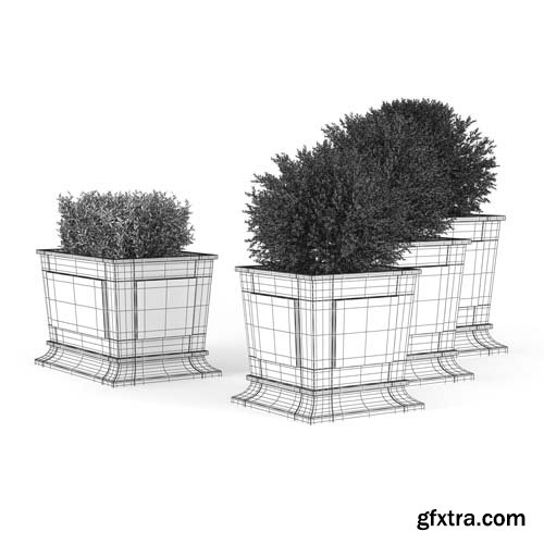 Cgtrader - Boxwood 3D model