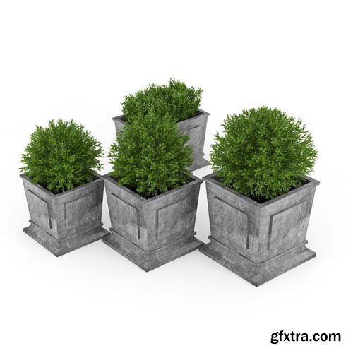 Cgtrader - Boxwood 3D model