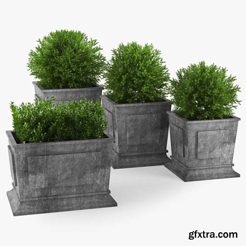 Cgtrader - Boxwood 3D model