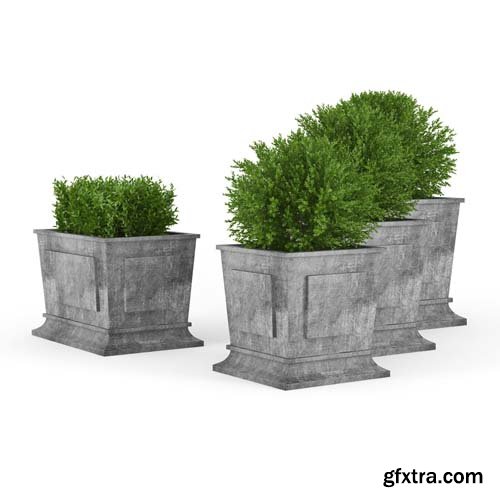 Cgtrader - Boxwood 3D model