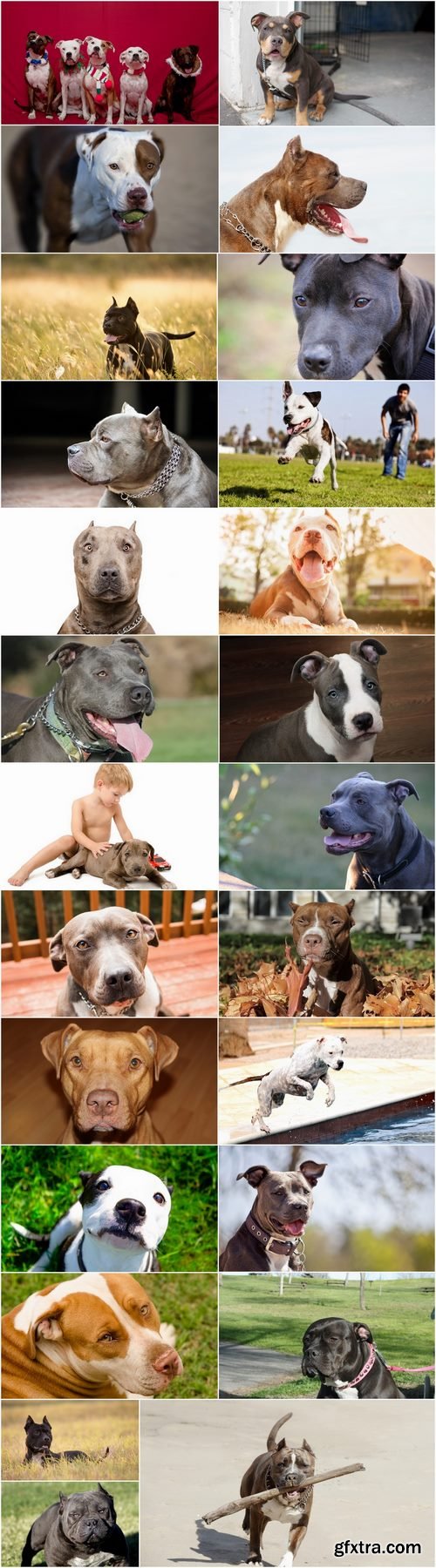 Pit bull dog breed game-dog puppy 25 HQ Jpeg