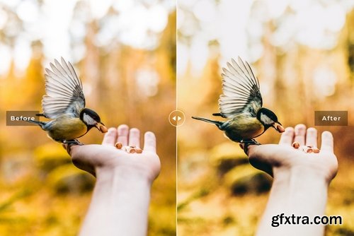 Birds & Wings Mobile & Desktop Lightroom Presets