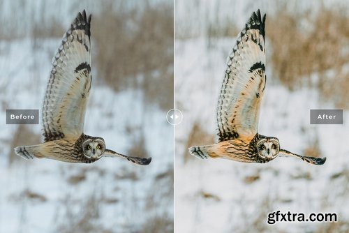 Birds & Wings Mobile & Desktop Lightroom Presets