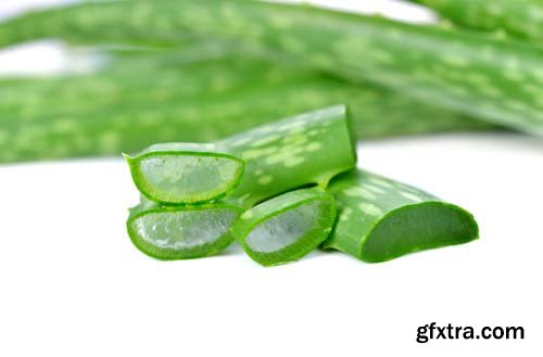 Aloe Vera Isolated - 10xJPGs