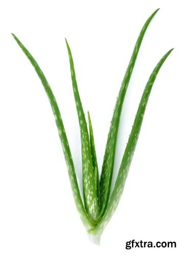 Aloe Vera Isolated - 10xJPGs