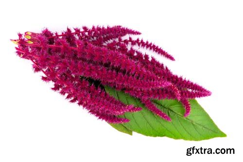 Amaranth Isolated - 6xJPGs