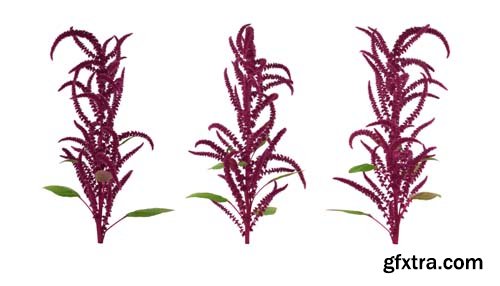 Amaranth Isolated - 6xJPGs