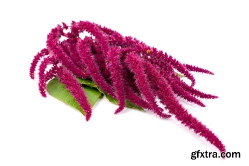 Amaranth Isolated - 6xJPGs