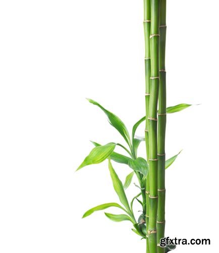 Bamboo Isolated - 5xJPGs