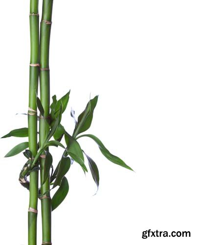 Bamboo Isolated - 5xJPGs