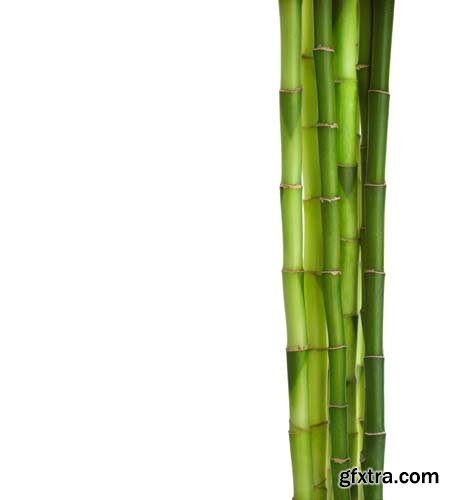 Bamboo Isolated - 5xJPGs