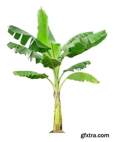 Banana Tree Isolated  - 8xJPGs