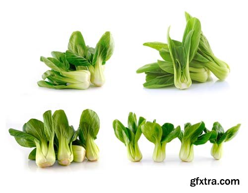 Bok Choy (Chinese Cabbage) Isolated - 9xJPGs