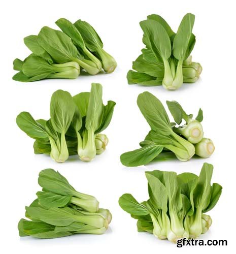 Bok Choy (Chinese Cabbage) Isolated - 9xJPGs