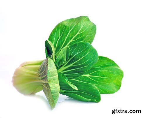 Bok Choy (Chinese Cabbage) Isolated - 9xJPGs