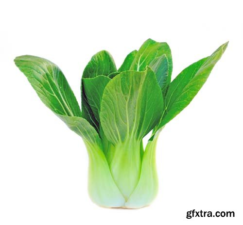 Bok Choy (Chinese Cabbage) Isolated - 9xJPGs