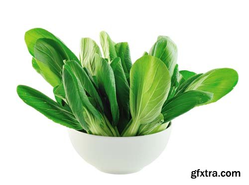 Bok Choy (Chinese Cabbage) Isolated - 9xJPGs