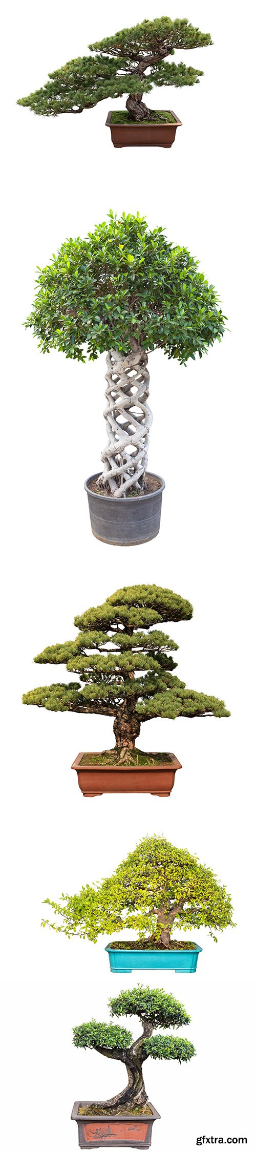 Bonsai Tree Isolated - 11xJPGs