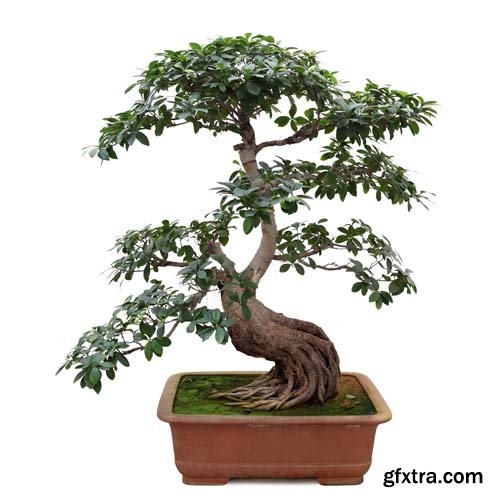 Bonsai Tree Isolated - 11xJPGs