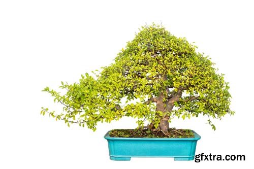Bonsai Tree Isolated - 11xJPGs