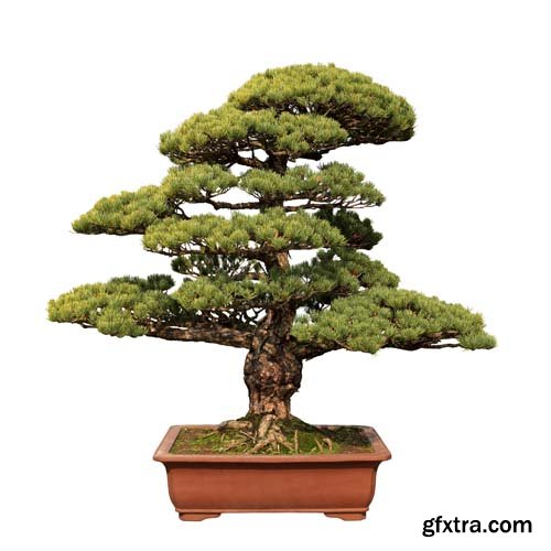 Bonsai Tree Isolated - 11xJPGs