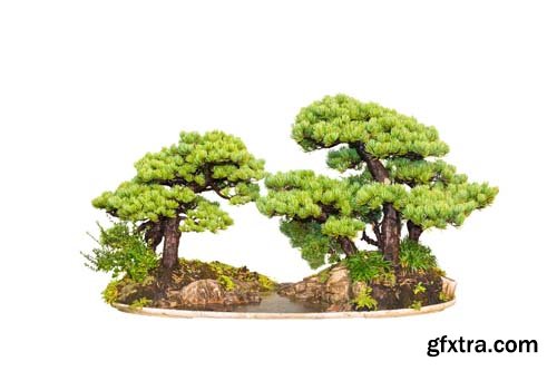 Bonsai Tree Isolated - 11xJPGs