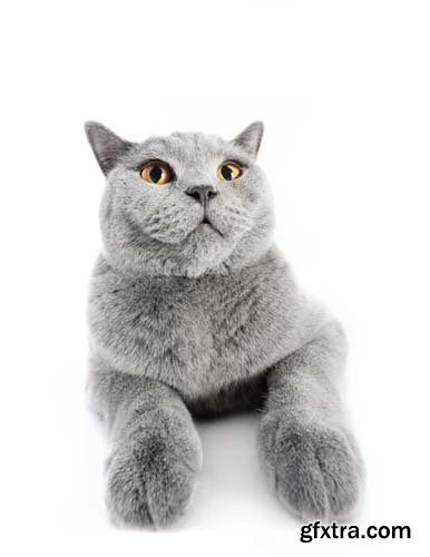 British Shorthair Cat Isolated - 15xJPGs