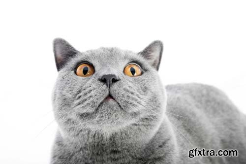 British Shorthair Cat Isolated - 15xJPGs