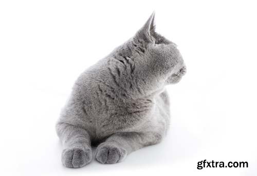 British Shorthair Cat Isolated - 15xJPGs