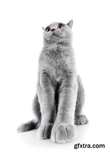 British Shorthair Cat Isolated - 15xJPGs