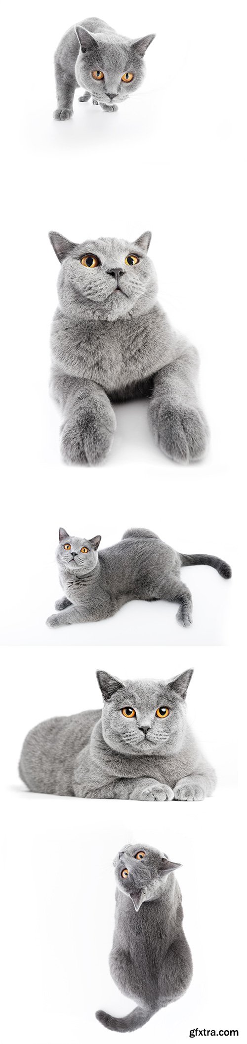 British Shorthair Cat Isolated - 15xJPGs