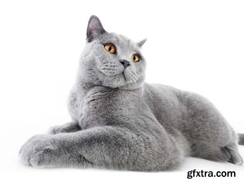 British Shorthair Cat Isolated - 15xJPGs