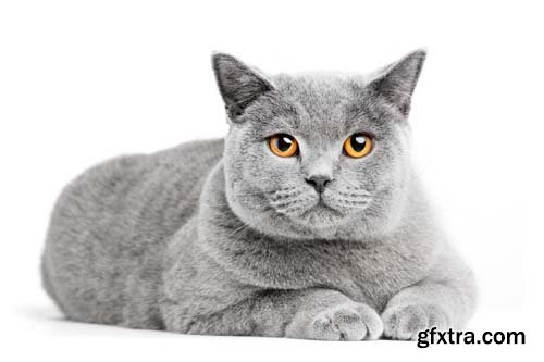 British Shorthair Cat Isolated - 15xJPGs