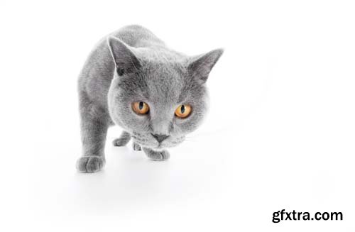 British Shorthair Cat Isolated - 15xJPGs