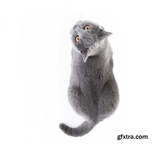 British Shorthair Cat Isolated - 15xJPGs