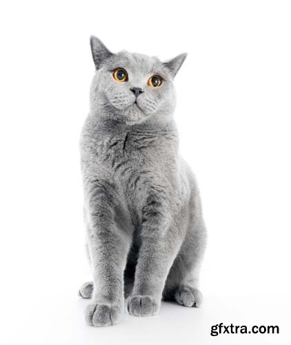 British Shorthair Cat Isolated - 15xJPGs