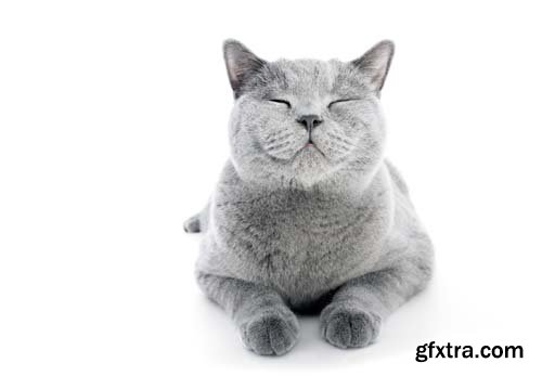 British Shorthair Cat Isolated - 15xJPGs