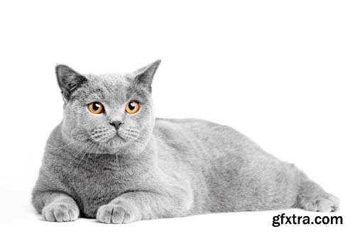 British Shorthair Cat Isolated - 15xJPGs