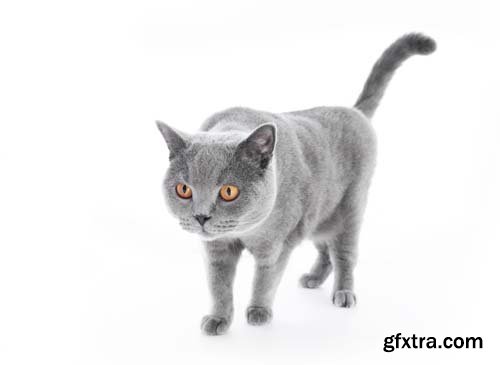 British Shorthair Cat Isolated - 15xJPGs