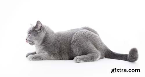 British Shorthair Cat Isolated - 15xJPGs