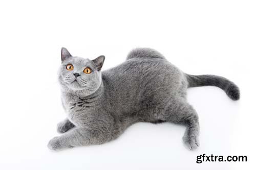 British Shorthair Cat Isolated - 15xJPGs