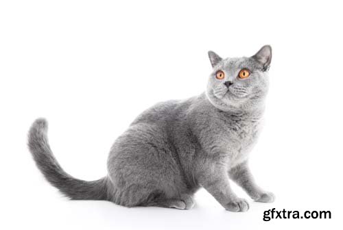 British Shorthair Cat Isolated - 15xJPGs