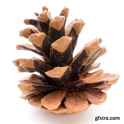 Christmas Pinecone Isolated - 9xJPGs