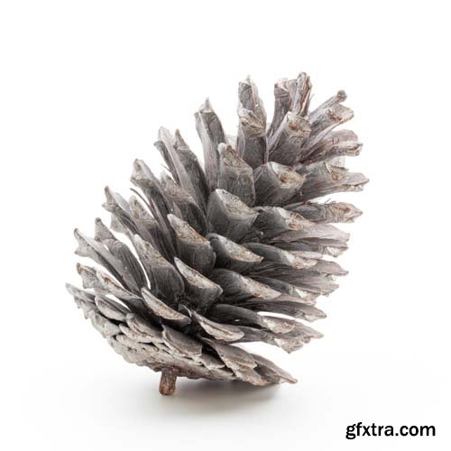 Christmas Pinecone Isolated - 9xJPGs