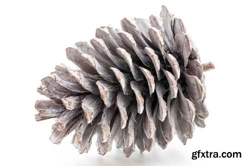 Christmas Pinecone Isolated - 9xJPGs