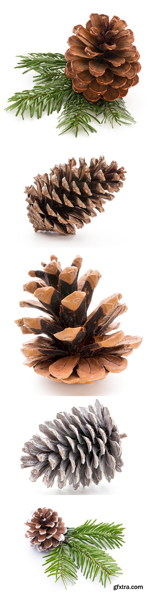 Christmas Pinecone Isolated - 9xJPGs