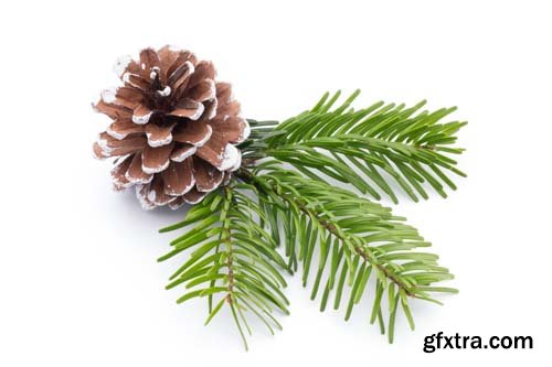 Christmas Pinecone Isolated - 9xJPGs