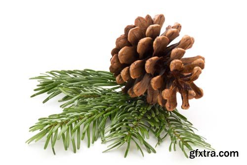 Christmas Pinecone Isolated - 9xJPGs